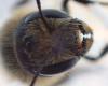 Osmia niveata